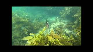 Port Noarlunga Snorkel