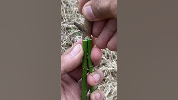 from two tree roots, grafted into one tree.