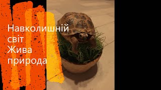 🌎Навколишній світ. Жива природа. Тварини.