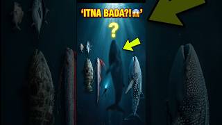 दुनिया की 6 सबसे बड़ी मछलियां 😨🐋 | Biggest Fish in the World | No.1 Weighs 150,000 KG