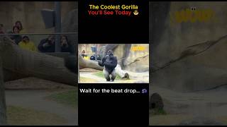 This Gorilla Has Better Moves Than Me 😂#DancingGorilla#FunnyAnimals#ZooMoments#Shorts#ViralVideo