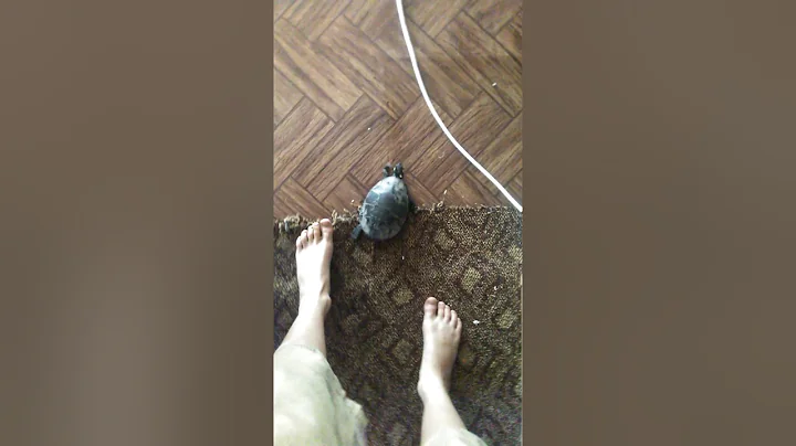 Shelly turtle