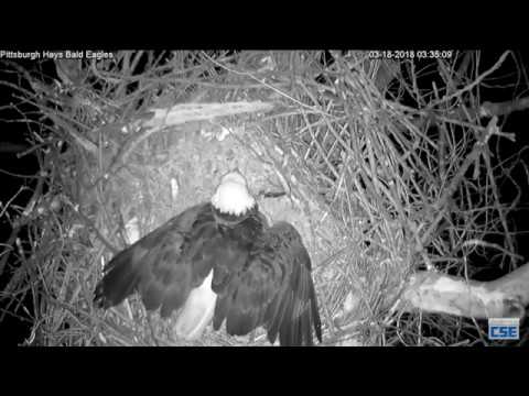 Hays Nest - Hays Eagles - Raccoon Back To Test The Locks 3-18-18