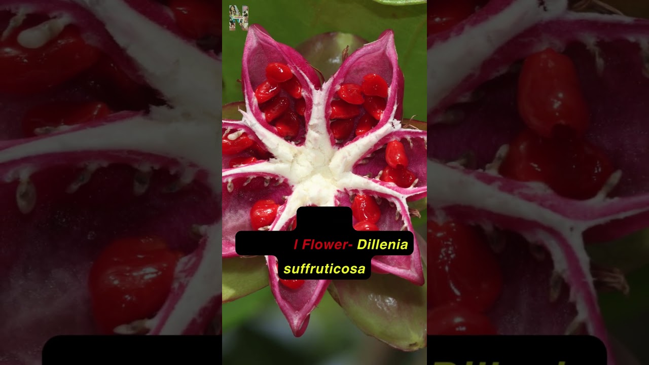 list of national flowers of India Canada uk and other countries 