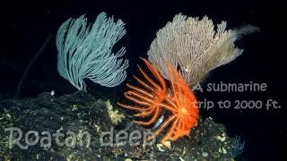Roatan Deep