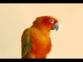 Sun Conure Bonnie Doing a Little Dance