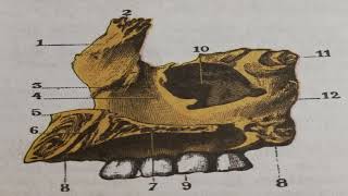 CAVIDADES de la CARA EN GENERAL 2026