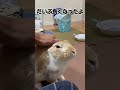 大好きパパがダウンしたらうさぎの行動に涙でてきた #うさぎ #うさぎのいる暮らし #ミニウサギ #bunny #shorts