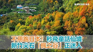 不用跑日本！新竹尖石「楓之谷」正迷人秒飛童話仙境