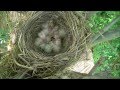 Bird's-nest - Nid d'oiseaux (Naissance oisillons)