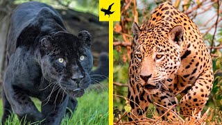 🤯¡DESCUBRE 09 SECRETOS MÁS IMPACTANTES DEL JAGUAR!💥 Cuanto Pesa Un Jaguar Adulto