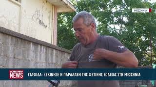 Ξεκίνησε η παραλαβή της σταφίδας στη Μεσσηνία με καλή ποιότητα αλλά μειωμένη σοδειά