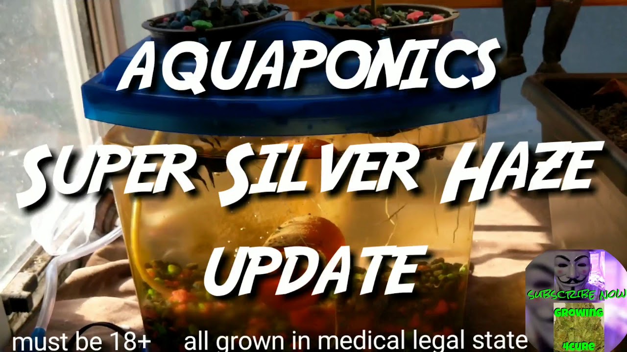 Super Silver Haze - Micro Aquaponics Marijuana grow