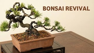 How to Turn a Neglected Pine Bonsai Into a Stunning Design.