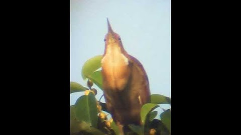 Cò lửa - cò rán 2