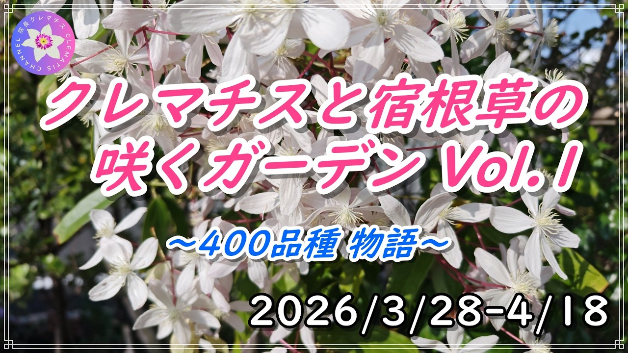 Clematis and perennial garden 1 2026/3/28-4/18 - YouTube