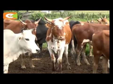 Smart Farm Chebusit Gave Up Teaching For Cattle Farming 