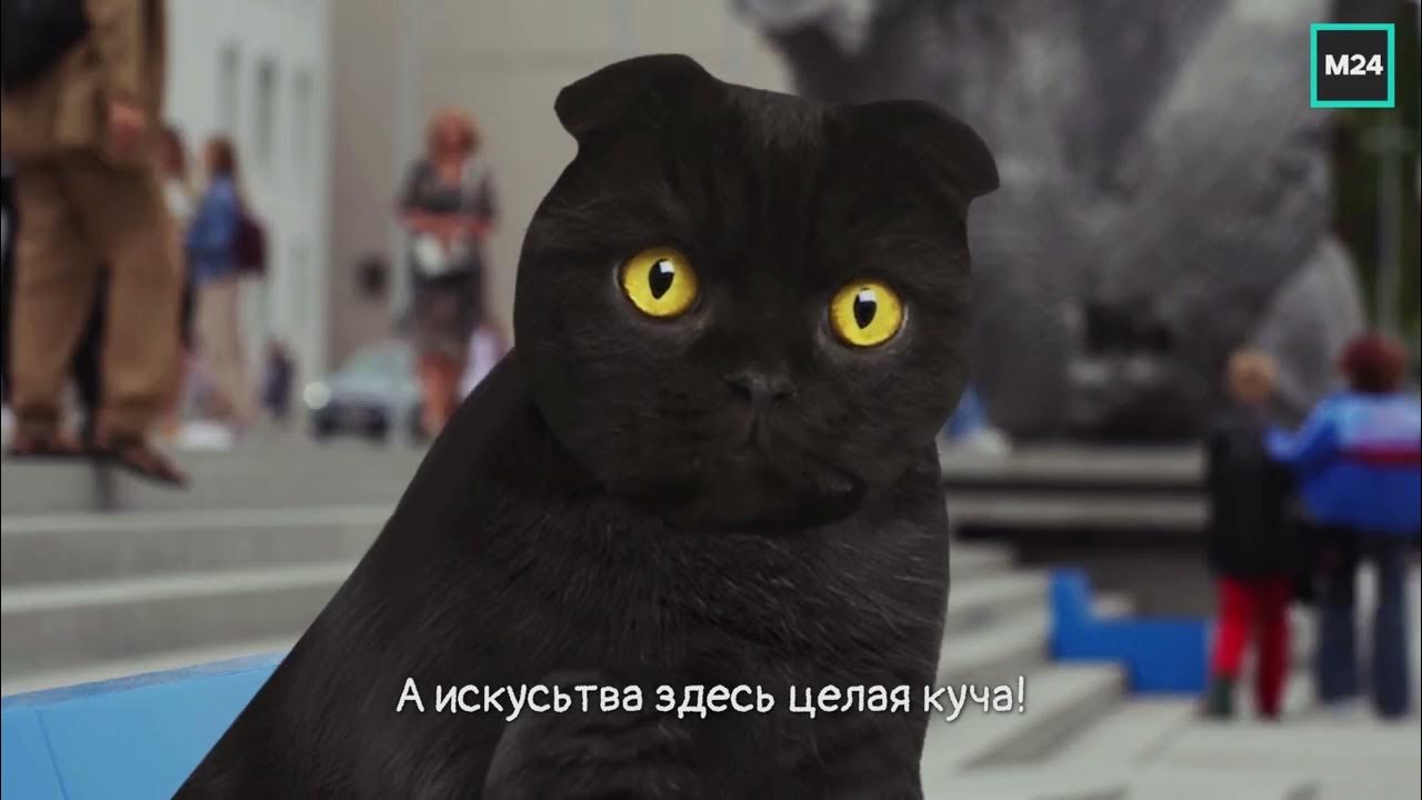 котик с бубликом. кот бублик москва 24. кот бублик москва 24 лучший город мира. котик с бубликом. кот москва 24.