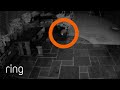 Cat Chases Fox Around Garden | RingTV