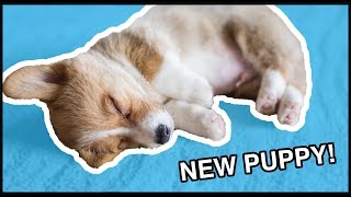 I Got A Corgi Puppy! | Vlog