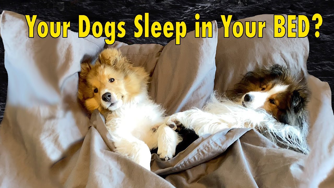 Your Dogs Sleep in Bed with YOU??? 🛌🐶Cricket "the Sheltie" Chronicles ...