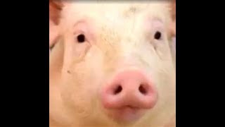 life is oink