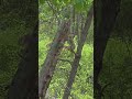 #Deer
