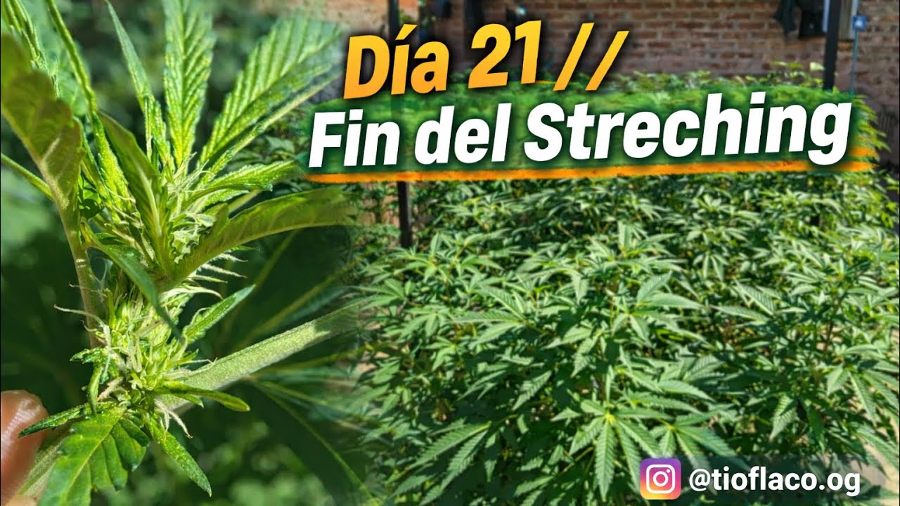 CAP 7 // Seguimiento Exterior 