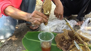 Trúng Mánh Tổ Ong Ruồi Siêu To Khổng Lồ Đầy Mật. Tập 49