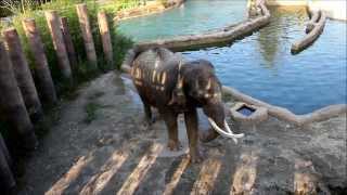 에버랜드 로스트밸리 - 말하는 코끼리 코식이 screenshot 2