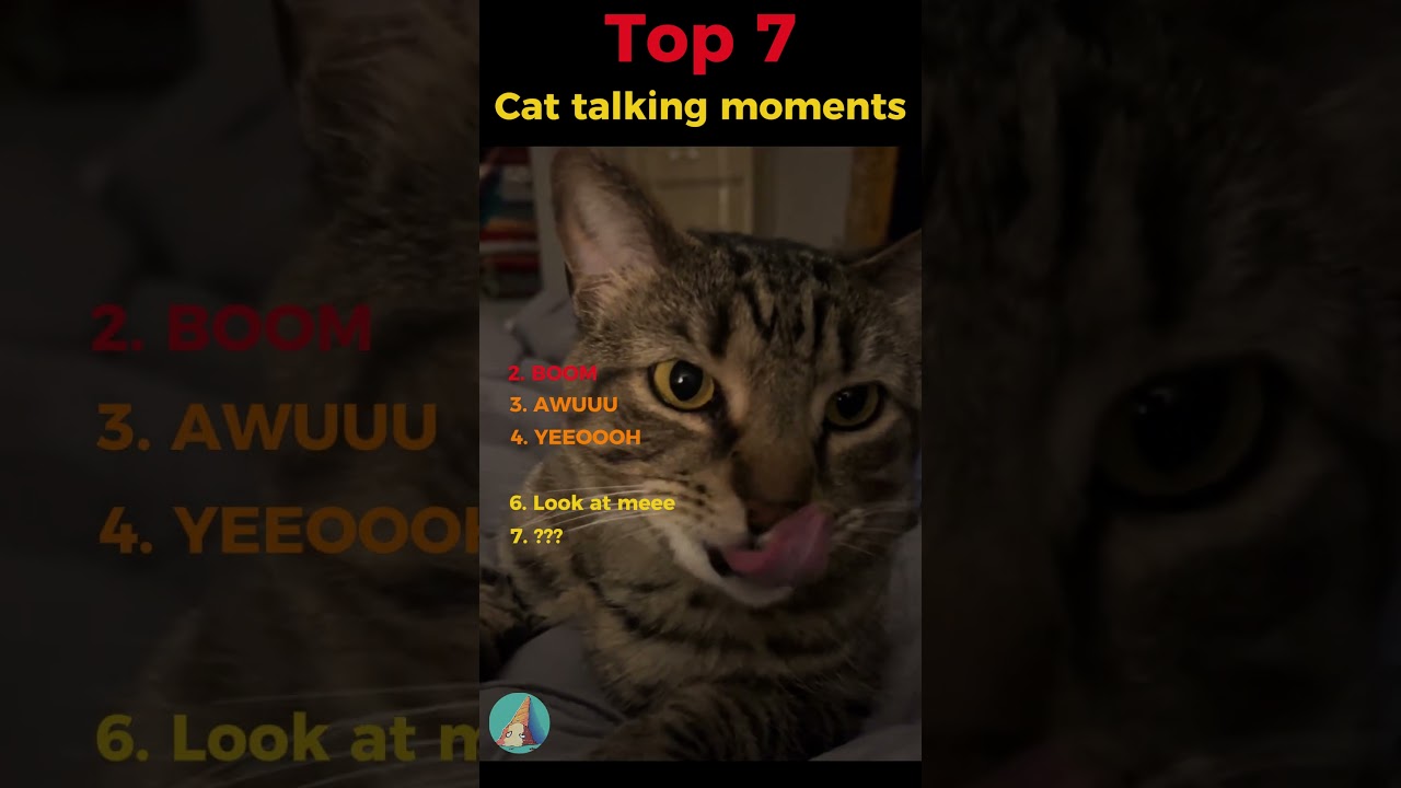 Top 7 Cat talking moments