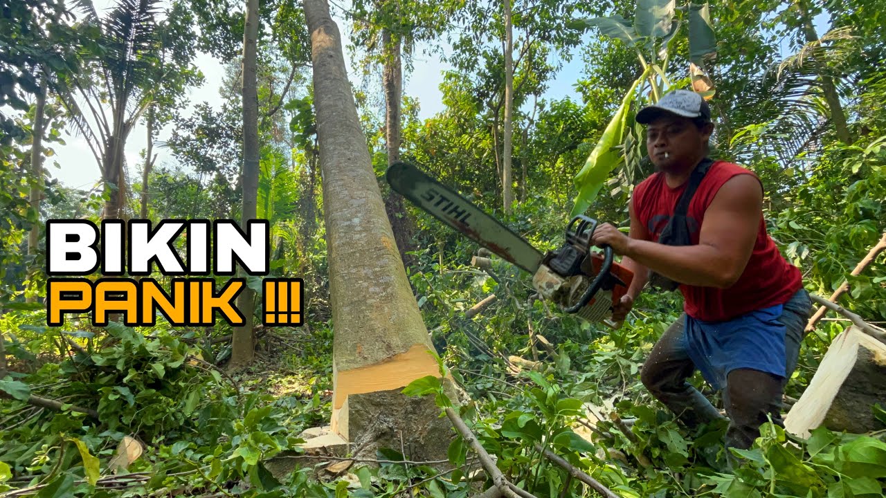Rare Sighting.. Small chainsaw stihl ms440, super sharp cutting down a ...