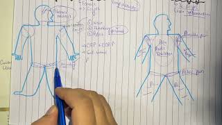 Fibromyalgia, Pathogenesis, clinical features, diagnosis and treatment screenshot 5