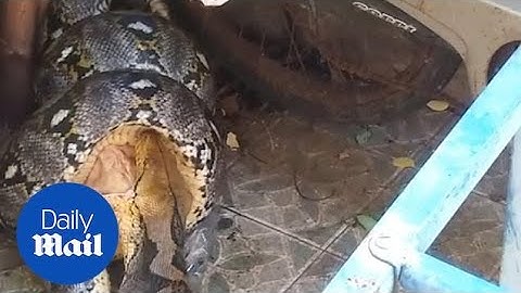 Horrifying moment a huge python attacks a family