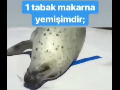 Karnına vuran fok balığı 2 ☺️☺️