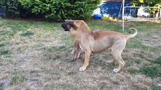 FILA  BRASILEIRO  PLAYS   ❨IN  SLOW MOTION ❩ by LACCO 336 views 6 years ago 1 minute, 40 seconds