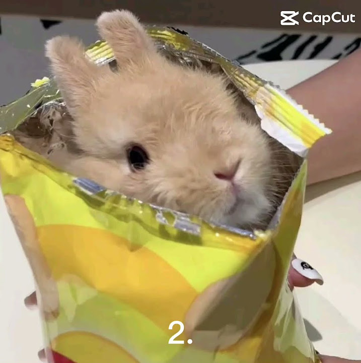 What bunny am i bunny cutiees cute youtube
