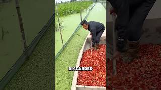 How do Chinese farmers feed softshell turtles? screenshot 4