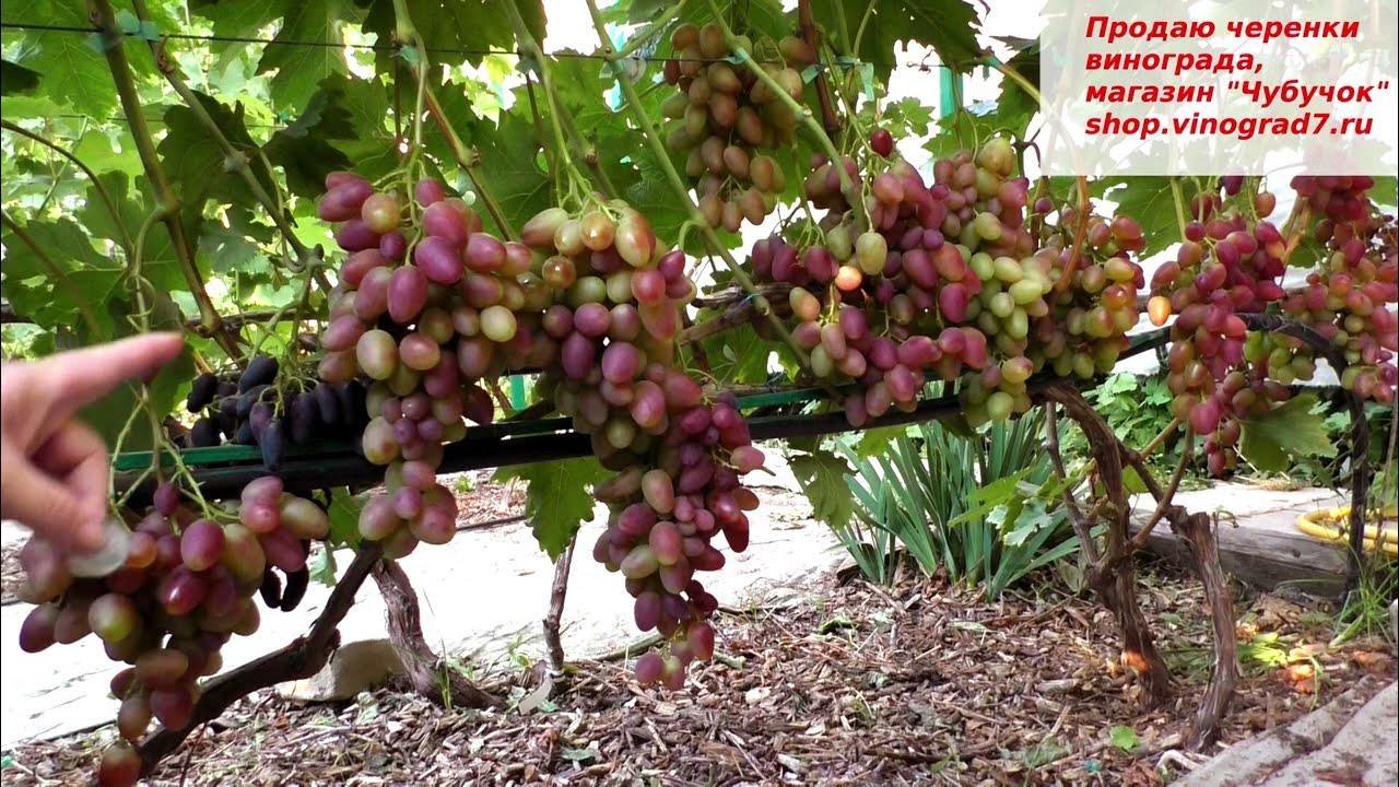 Виноград ПОЛОНЕЗ-50- ранний срок созревания, с яркими ягодами и ...