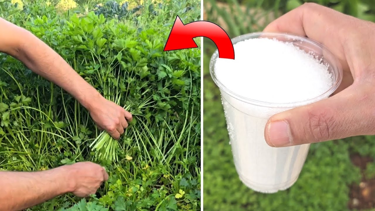 Самое мощное удобрение на земле. Когда я добавил его к петрушке, она чуть не взорвалась от скорос...