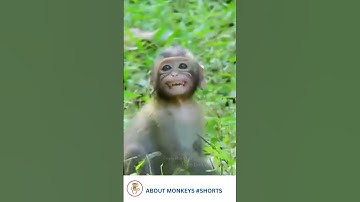 A pet baby monkey is frightened when his owner releases him into the wild #Shorts