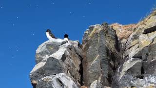 Bird island Hornøya in the far North East of Norway - Puffins