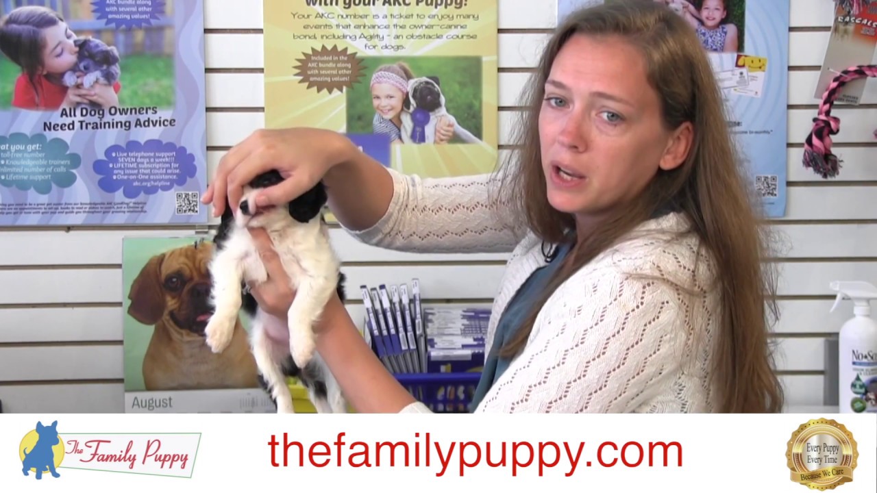 Feeding Your New Puppy