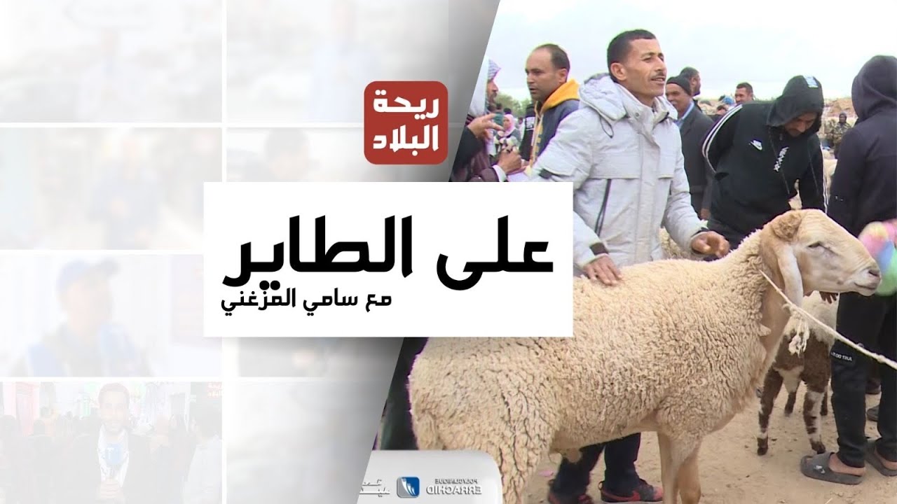 العلوش ب400 دينـــار ..الأسعار بلاش فلوس  مع  #سامي_المزغني في #على_الطاير