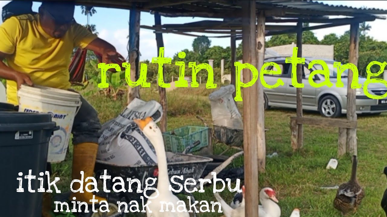 [Episod382] inilah rutin wajib petang hari. pagi ternakan terpaksa 'puasa'😣😣