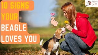 10 Signs that your Beagle Loves You the Most