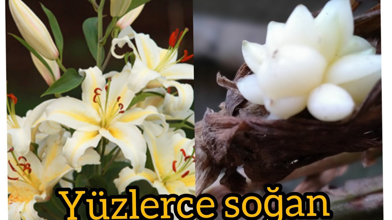 Kısa sürede yüzlerce soğan olacak! Dalından.♥️