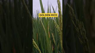 Sawah Emas Di Desa Yang Damai  Pemandangan Pedesaan Yang Tenang alam