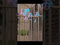 ヨウムによる「いないいないばあ」熱血指導w #Shorts