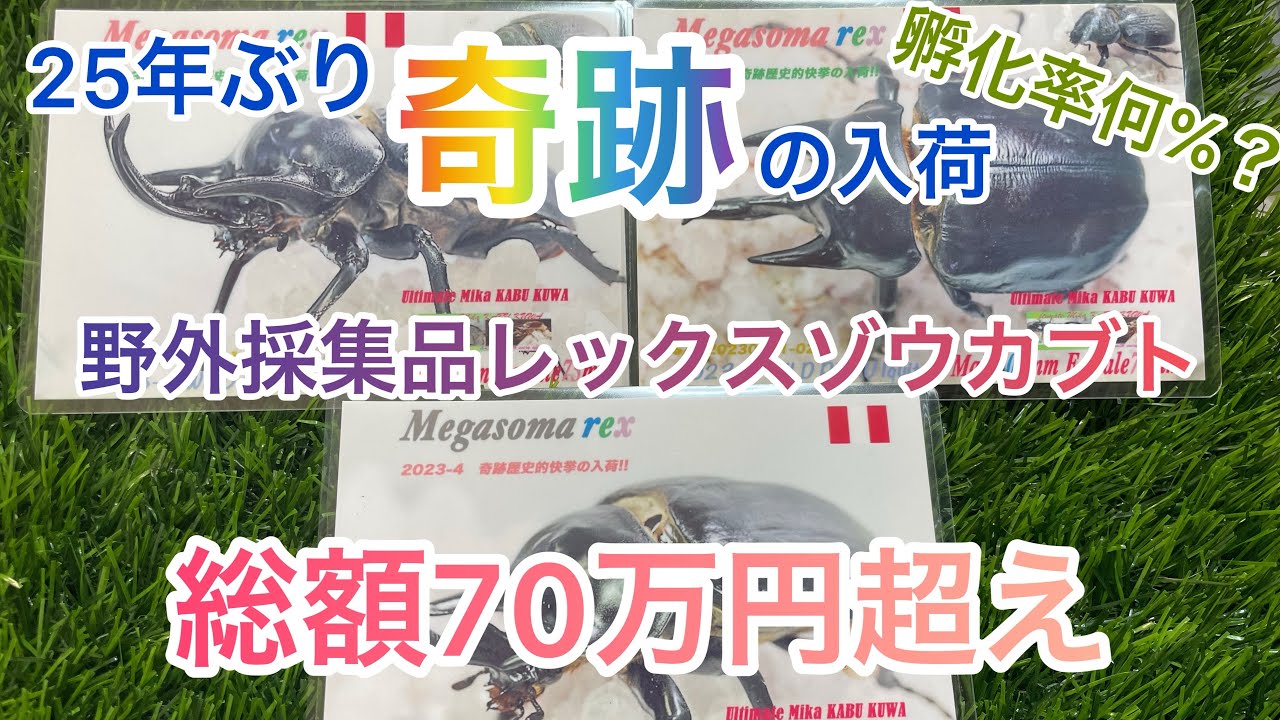 レックスゾウカブト　♂ 野外品 25年ぶりに入荷した野外採集のレックスゾウカブトを全て引き取り孵化率